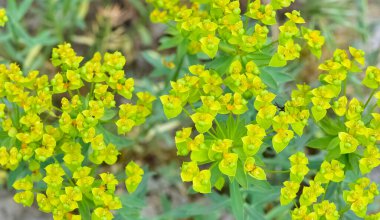 Vahşi bitki resimleri, tıbbi çiçekler. Sperm çiçekleri fotoğrafları.