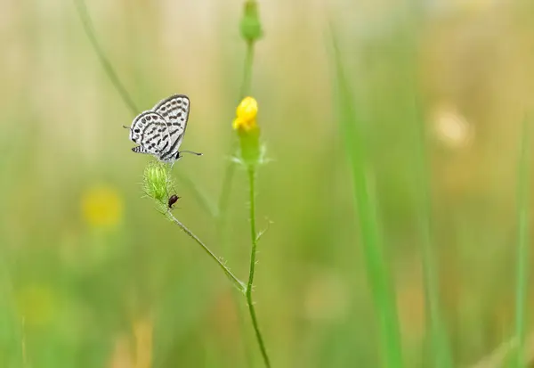 stock image wild animals.photos of various butterflies.