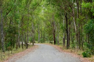 Ormanlar ve ağaçlar. Doğal alanların fotoğrafları.