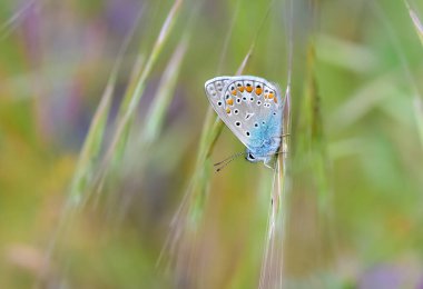 Vahşi yaşam fotoğrafları. Doğal alanlarda kelebek fotoğrafları.