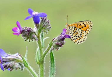 Vahşi yaşam fotoğrafları. Doğal alanlarda kelebek fotoğrafları.