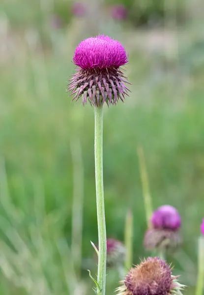 stock image natural thorns, purple flowering thorn photos