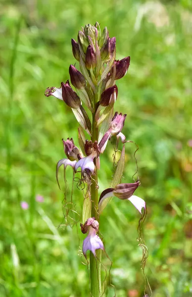 stock image photos of wild plants and wildflowers. photos of wild orchids.