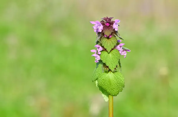 stock image photos of wildflowers and wildflowers. dead nettle flower.