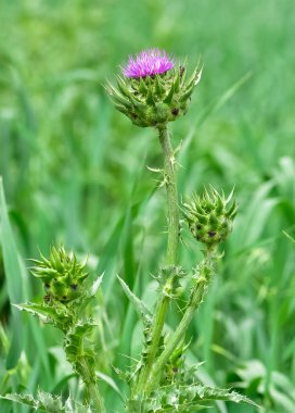 Vahşi bitkiler, vahşi dikenli fotoğraflar.