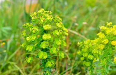 Vahşi bitki resimleri, tıbbi çiçekler. Sperm çiçekleri fotoğrafları.