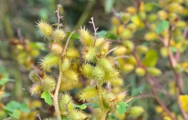Doğada kendiliğinden büyüyen dikenli bitkilerin fotoğrafları..