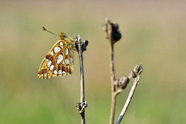 photos of butterflies feeding on flowers clipart