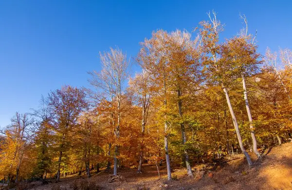 Kırsal alanlar ve manzaralar. Sonbahar mevsimi ve sarı yapraklı ağaçların ve ormanların fotoğrafları..