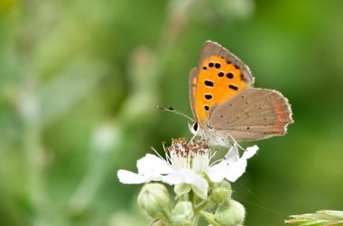 wildlife photos. photos of butterflies in natural areas. clipart