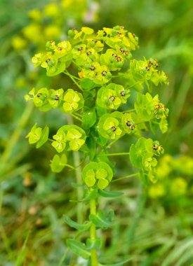 Vahşi bitki resimleri, tıbbi çiçekler. Sperm çiçekleri fotoğrafları.