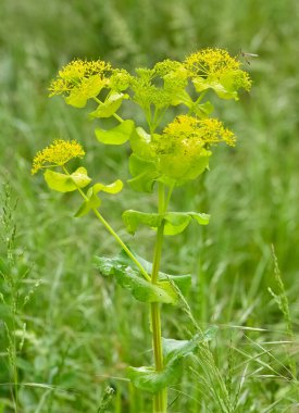 pictures of wild plants, medicinal flowers. photos of spurge flowers. clipart