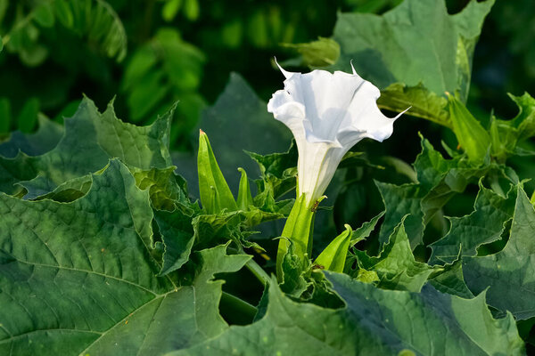 белые цветущие растения, растущие в сельской местности