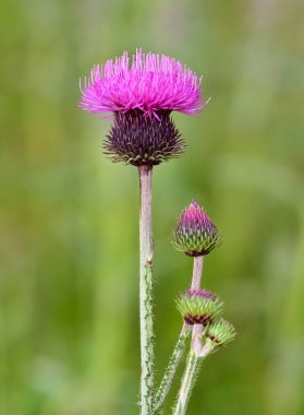 natural thorns, purple flowering thorn photos clipart