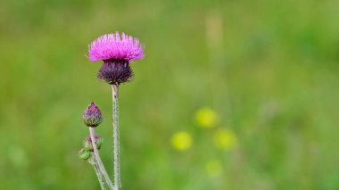 Doğal dikenler, mor çiçekli dikenli fotoğraflar.