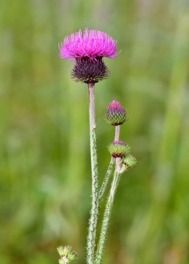 natural thorns, purple flowering thorn photos clipart