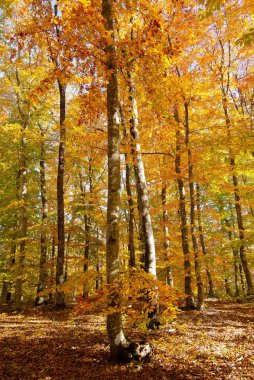 Kırsal alanlar ve manzaralar. Sonbahar mevsimi ve sarı yapraklı ağaçların ve ormanların fotoğrafları..