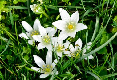 Vahşi bitkilerin ve kır çiçeklerinin fotoğrafları