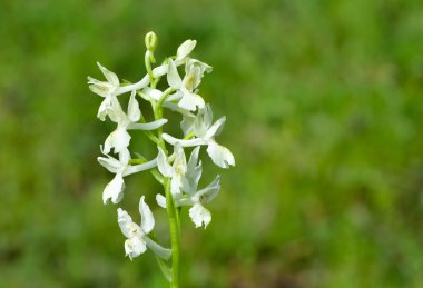 Kır çiçekleri, beyaz orkideler