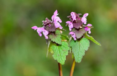 photos of wildflowers and wildflowers. dead nettle flower. clipart