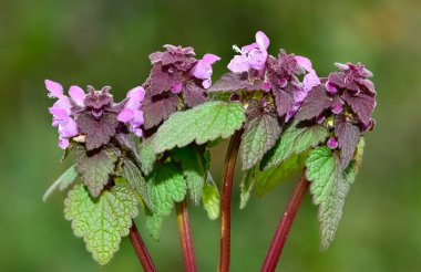 photos of wildflowers and wildflowers. dead nettle flower. clipart