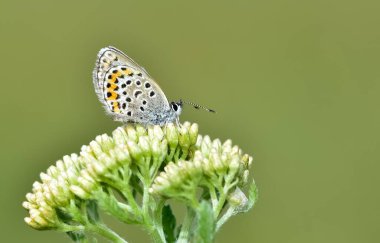 Vahşi yaşam fotoğrafları. Doğal alanlarda kelebek fotoğrafları.
