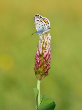 Vahşi yaşam fotoğrafları. Doğal alanlarda kelebek fotoğrafları.