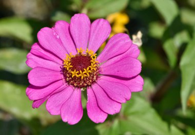 Çeşitli bahçe çiçekleri görüntüleri. Zinnia çiçek fotoğrafları.