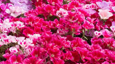 Dekoratif amaçlar için çeşitli bahçe çiçeklerinin fotoğrafları.