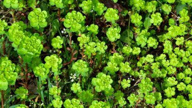 pictures of wild plants, medicinal flowers. photos of spurge flowers. clipart