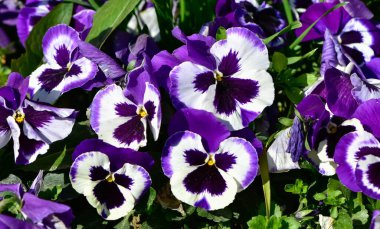 çeşitli bahçe çiçekleri, bahçe menekşeleri.