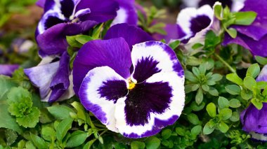 çeşitli bahçe çiçekleri, bahçe menekşeleri.