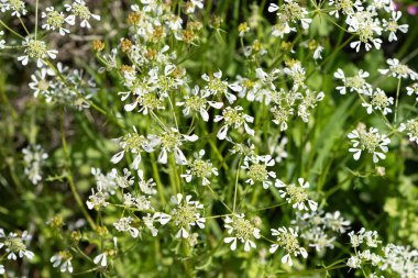 Doğada kendiliğinden büyüyen beyaz çiçekler.