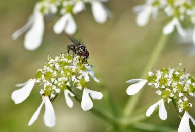 Doğada kendiliğinden büyüyen beyaz çiçekler.