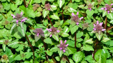 Yaban çiçeklerinin ve kır çiçeklerinin fotoğrafları. ölü ısırgan otu çiçeği.