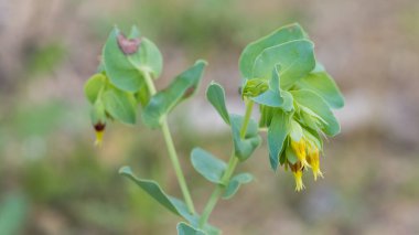 yabani bitkiler, yabani çiçekler, tıbbi çiçekler, bitkiler,
