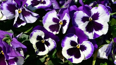 çeşitli bahçe çiçekleri, bahçe menekşeleri.