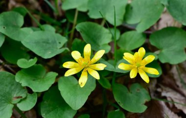 arkaplan için çeşitli çiçek fotoğrafları
