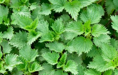 Tıbbi bitkilerin ve ısırgan otlarının fotoğrafları