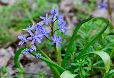 Vahşi bitkilerin ve çiçeklerin görüntüleri. Orman sümbülü fotoğrafları.