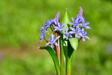 Vahşi bitkilerin ve çiçeklerin görüntüleri. Orman sümbülü fotoğrafları.