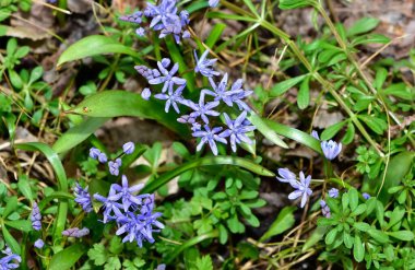 Vahşi bitkilerin ve çiçeklerin görüntüleri. Orman sümbülü fotoğrafları.