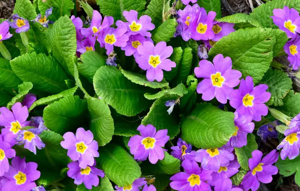 Doğal çiçekler ve bitkiler. Çuha çiçeği fotoğrafları.