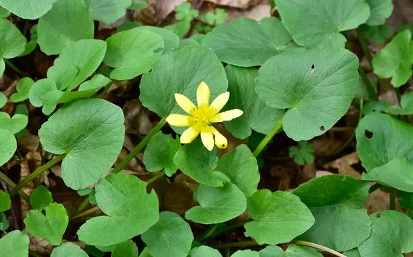 arkaplan için çeşitli çiçek fotoğrafları