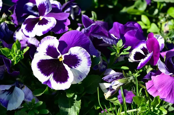 çeşitli bahçe çiçekleri, bahçe menekşeleri.