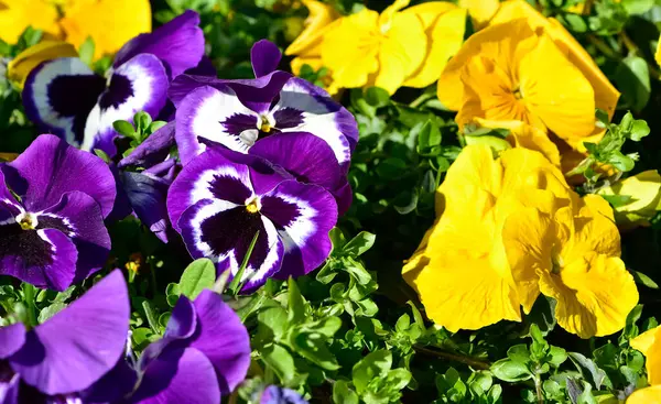 çeşitli bahçe çiçekleri, bahçe menekşeleri.