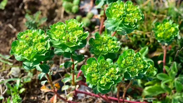 Vahşi bitki resimleri, tıbbi çiçekler. Sperm çiçekleri fotoğrafları.