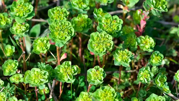 Vahşi bitki resimleri, tıbbi çiçekler. Sperm çiçekleri fotoğrafları.