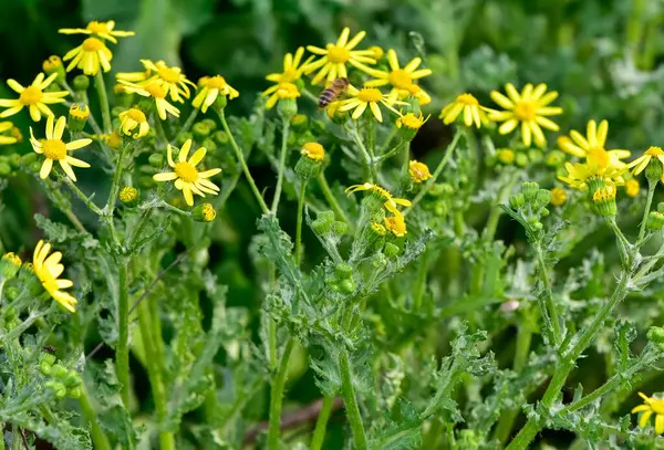Vahşi bitkilerin ve çiçeklerin görüntüleri. Sarı çiçekli bitkilerin fotoğrafları.