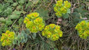 Vahşi çiçeklerin doğal olarak büyüdüğü videolar. Euphorbia çiçek videoları.